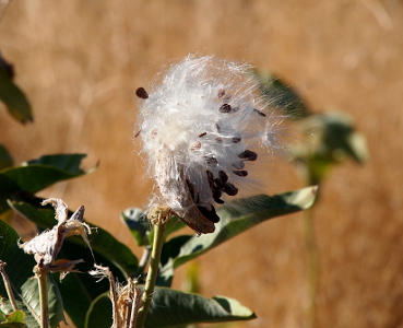 [Ball of white strands with dark brown seeds at the end of the strands. Wind is blowing from the left to the right making the strands lean to the right.]